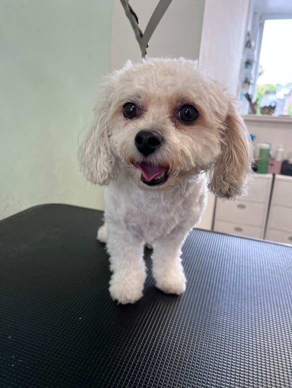 Adorable groomed Havanese looking happy