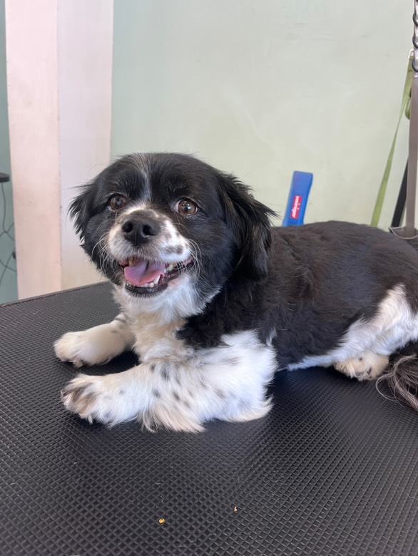 Happy mixed breed dog after grooming session