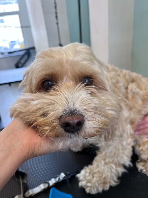 Sweet Havanese getting gentle grooming care