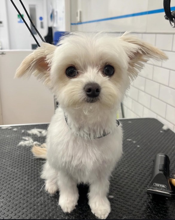 Cute Maltese after professional grooming