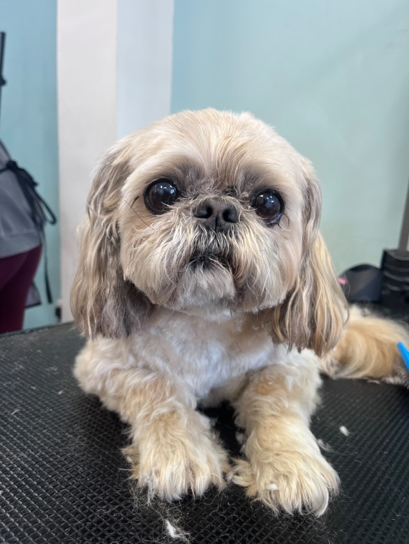 Beautiful Shih Tzu showing grooming results