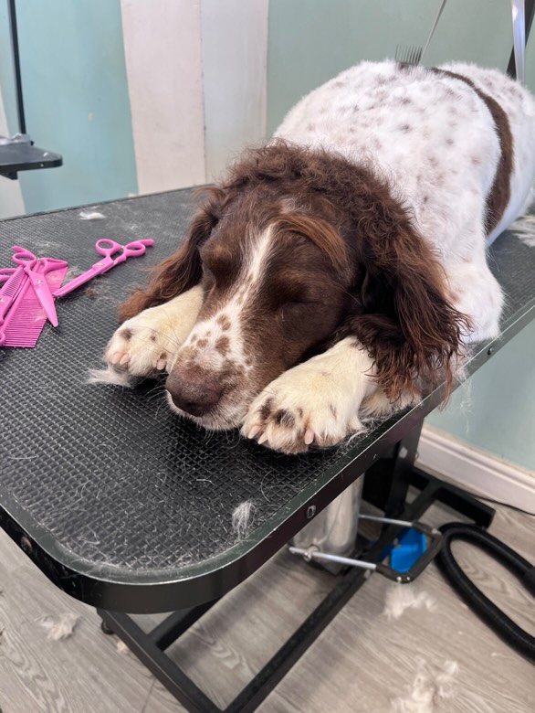 Spaniel relaxing during grooming session