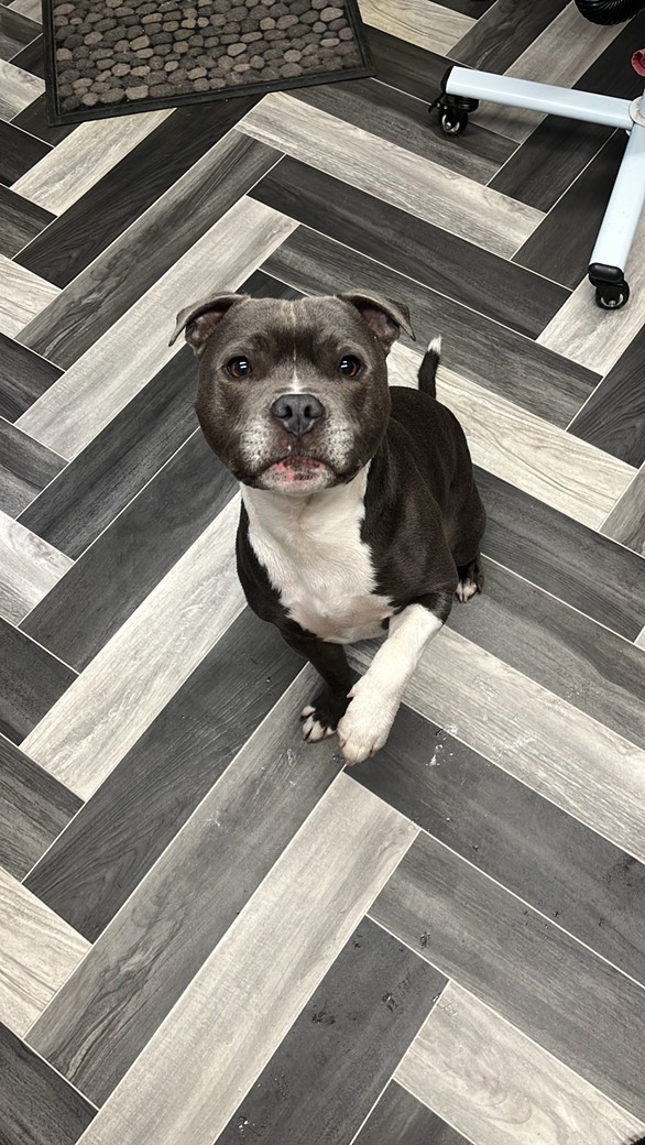 Staffordshire Bull Terrier in modern grooming salon