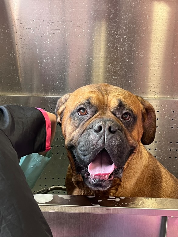 Happy dog getting bathed