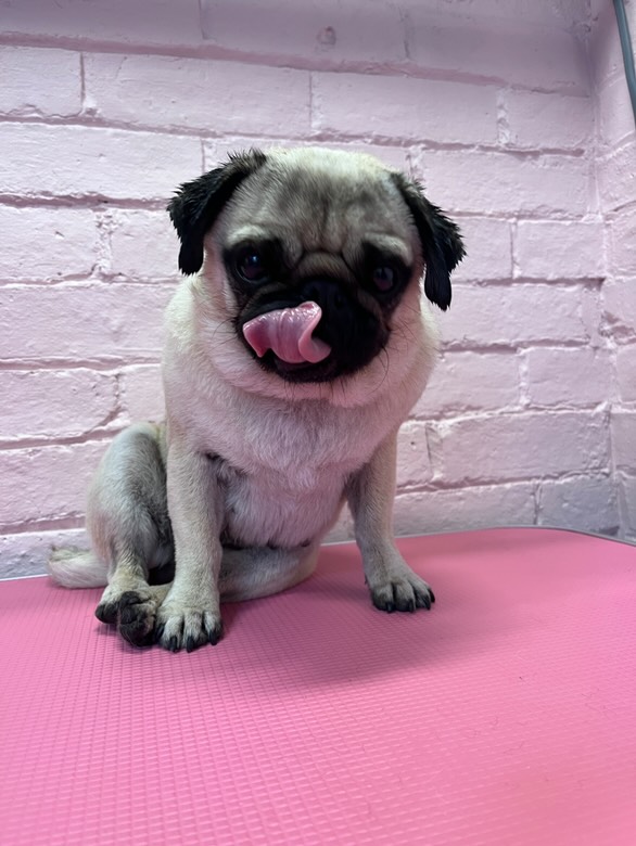 Happy pug after grooming