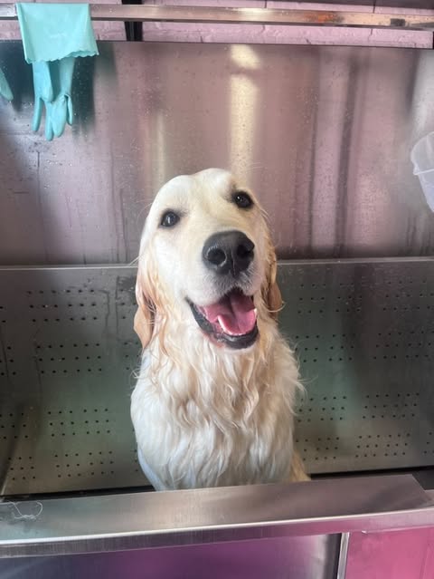 Golden retriever in grooming sink