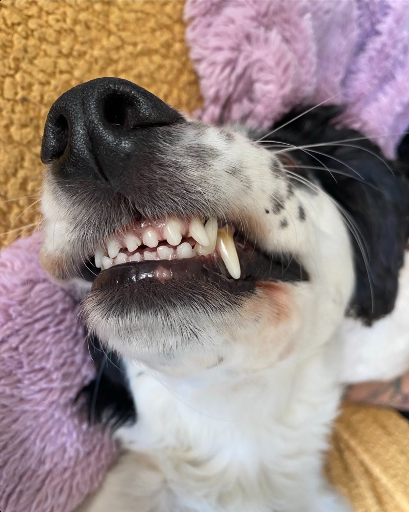 Close-up of dog's clean teeth after dental cleaning