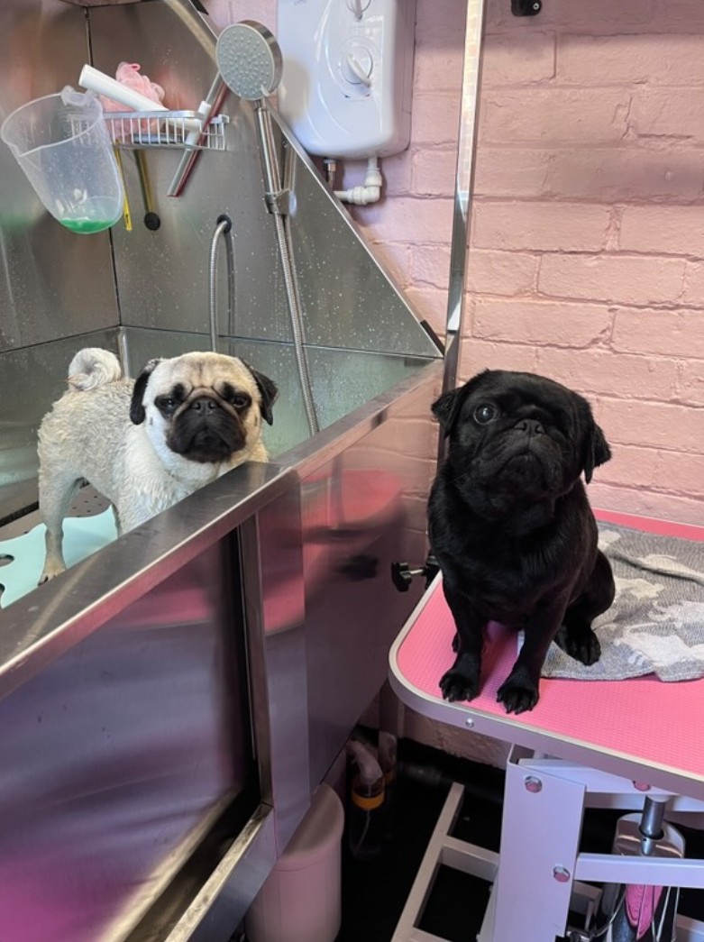Two pugs in professional grooming station