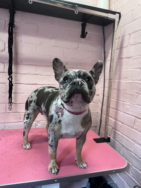 French bulldog on grooming table